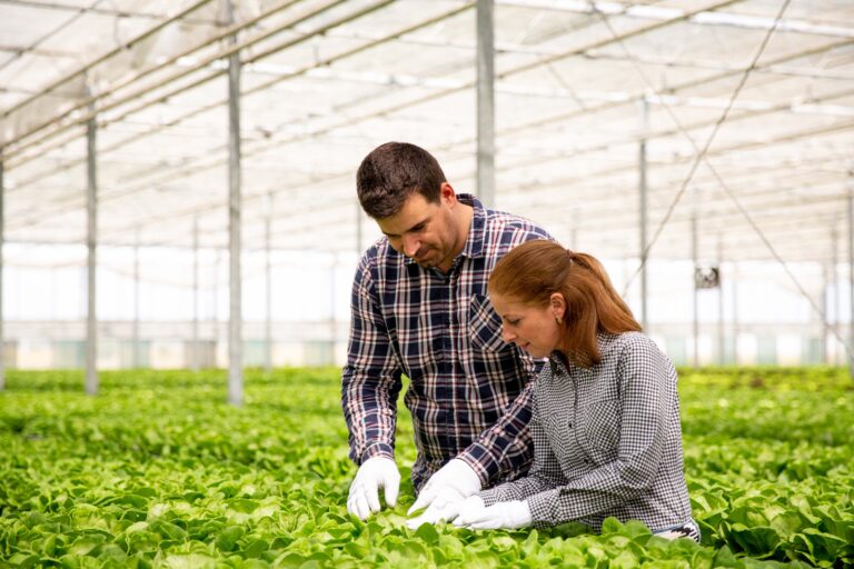 Two agronomist engineers analyze the salad plantation. In the greenhouse